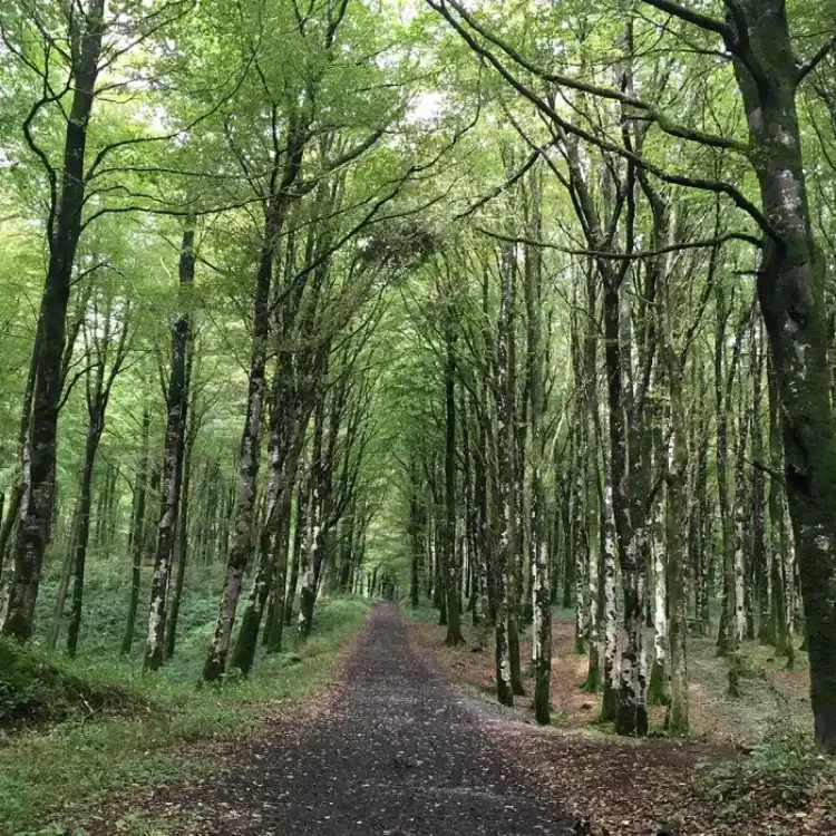 mullaghmeen forest trails